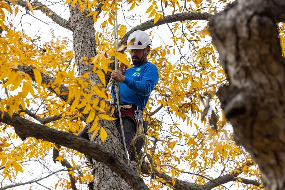 Skilled Tree Planting crew working in Addison